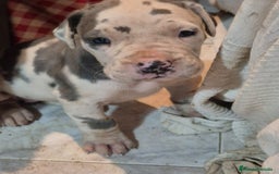 Dogo Alemán perros en venta: Dogo alemán  - Imagen 3