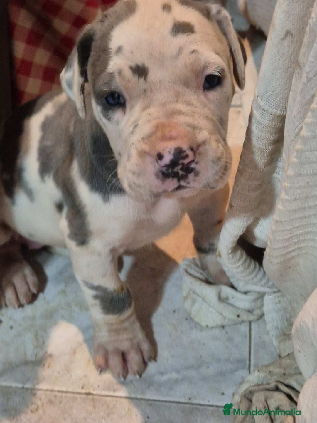 Dogo Alemán perros en venta: Dogo alemán  - Imagen 3