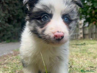 Border Collie perros en La Rioja - Anuncio 14