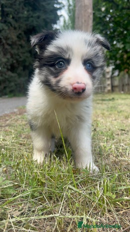 Border Collie perros en La Rioja - Anuncio 1