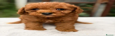 Caniche Enano Cachorro 2