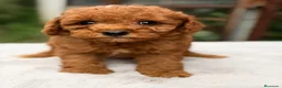 Caniche Enano perros en venta: CANICHE ROJO INTENSO - Anuncio 4