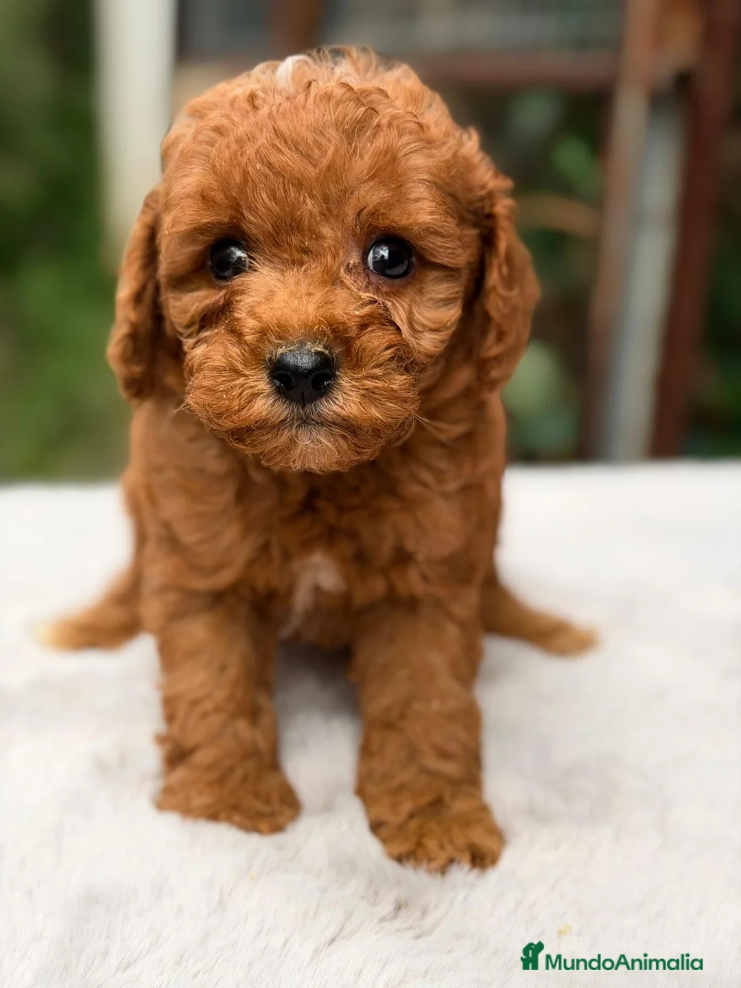 Caniche Enano perros en venta: CANICHE ROJO INTENSO - Anuncio 4