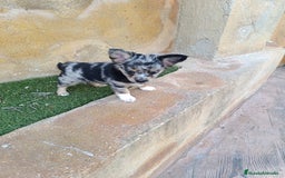 Chihuahua perros en venta: chihuahua pelo largo - Imagen 2