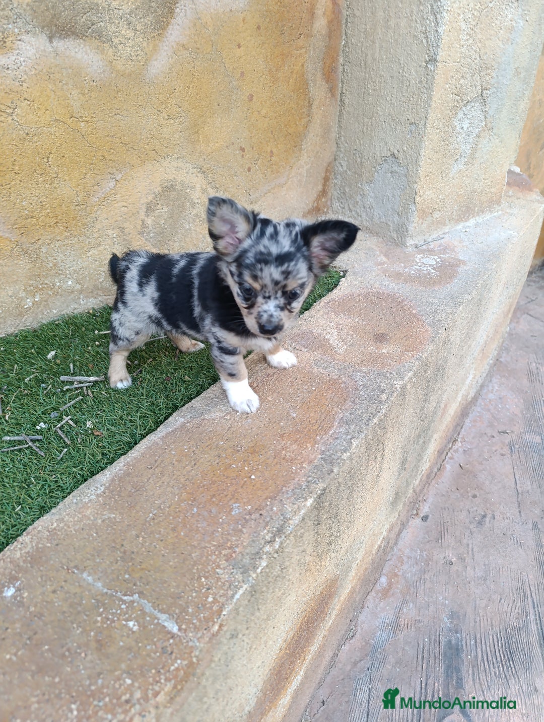 Chihuahua perros en venta: chihuahua pelo largo - Imagen 2