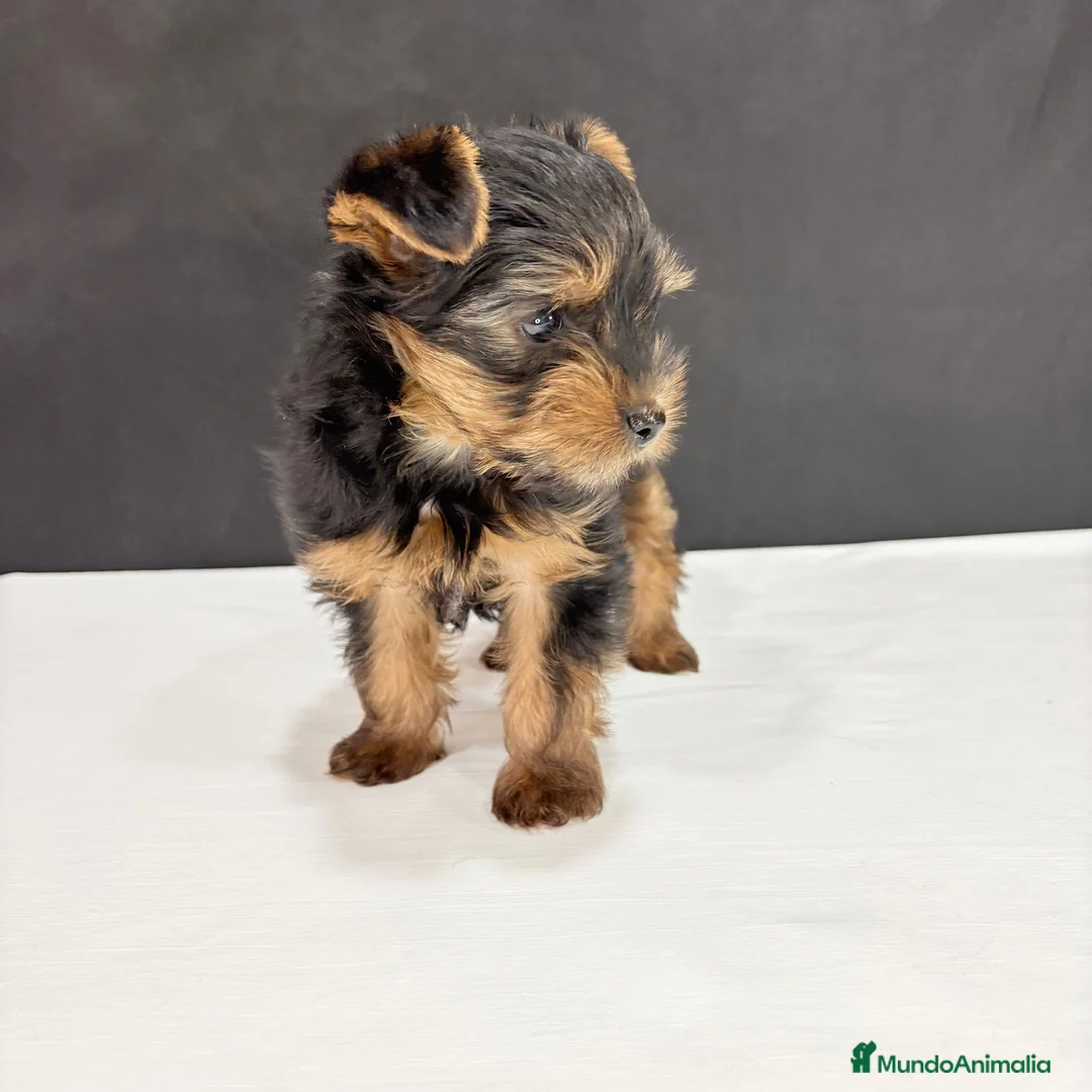 Yorkshire Terrier perros en venta: Yorkshire terrier toy  - Anuncio 2
