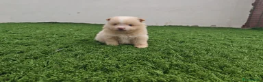 Pomerania 1