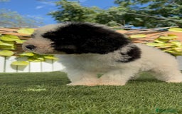 Perro de Agua Español perros en venta: PERRO DE AGUA MACHO - Imagen 10