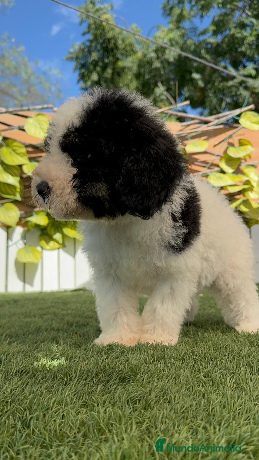 Perro de Agua Español perros en venta: PERRO DE AGUA MACHO - Imagen 10