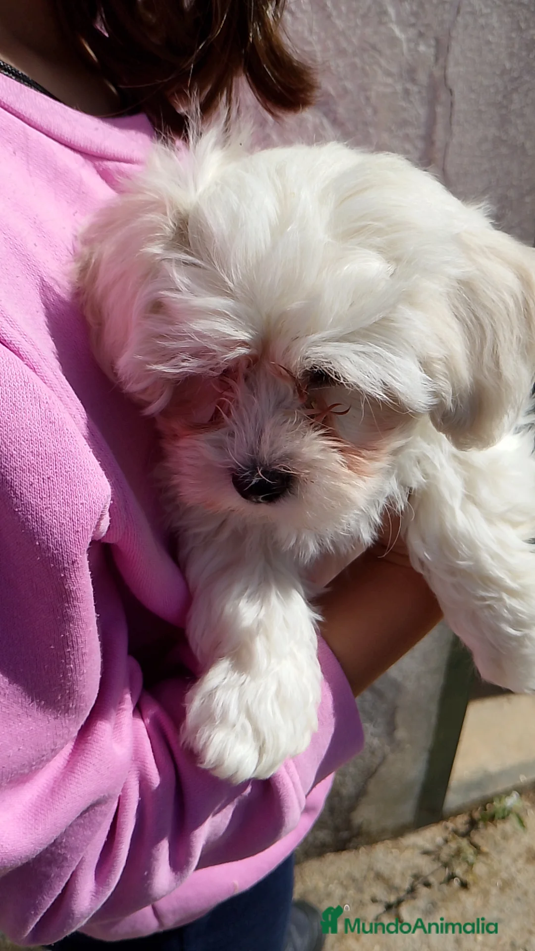 Maltipoo perros en venta: Maltipoo  - Anuncio 2