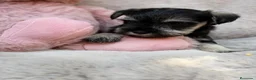 Schnauzer Miniatura perros en venta: SCHNAUZER MINIATURA GRAN CALIDAD - Anuncio 9