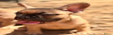 Bulldog Francés 1