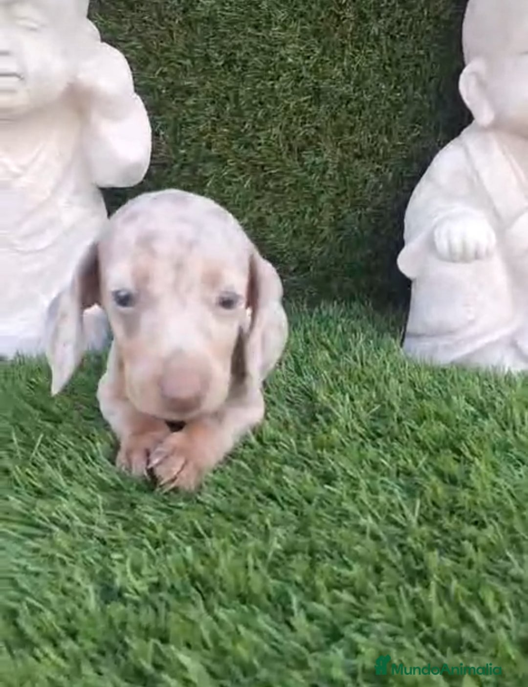 Teckel perros en venta: Teckel Arlequin Isabello - Anuncio 7