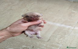 Chihuahua perros en venta: Camada de chihuahua  - Imagen 4