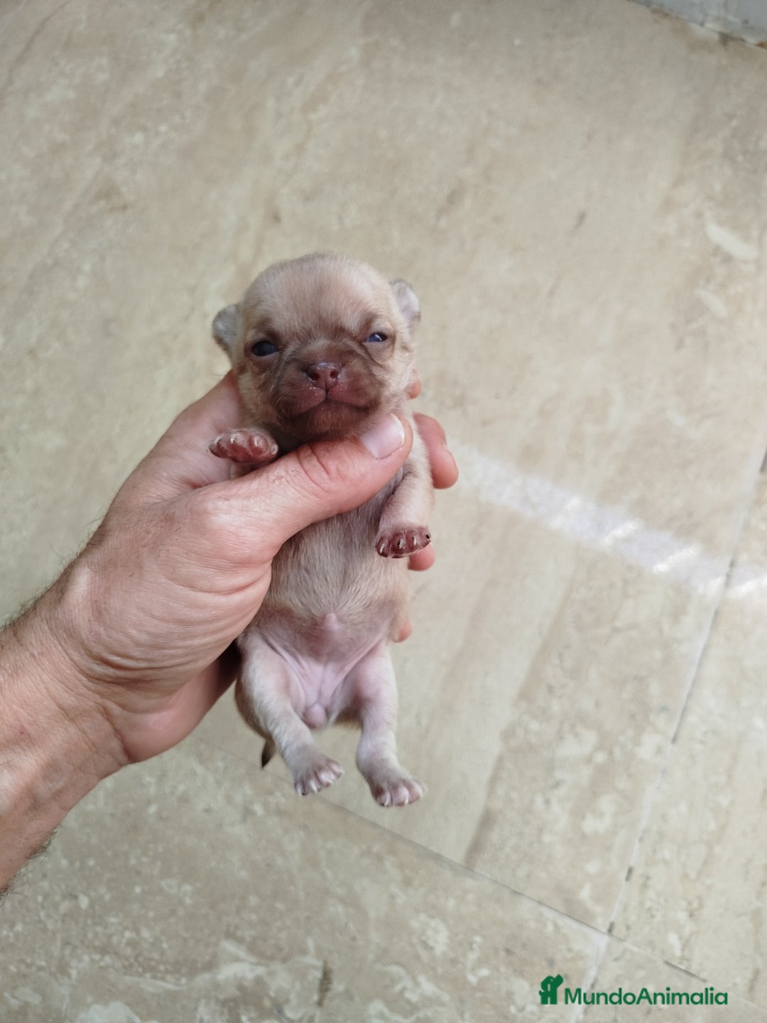 Chihuahua perros en venta: Camada de chihuahua  - Imagen 4