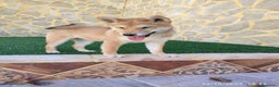 Shiba Inu perros en venta: SHIBA INU - Anuncio 6