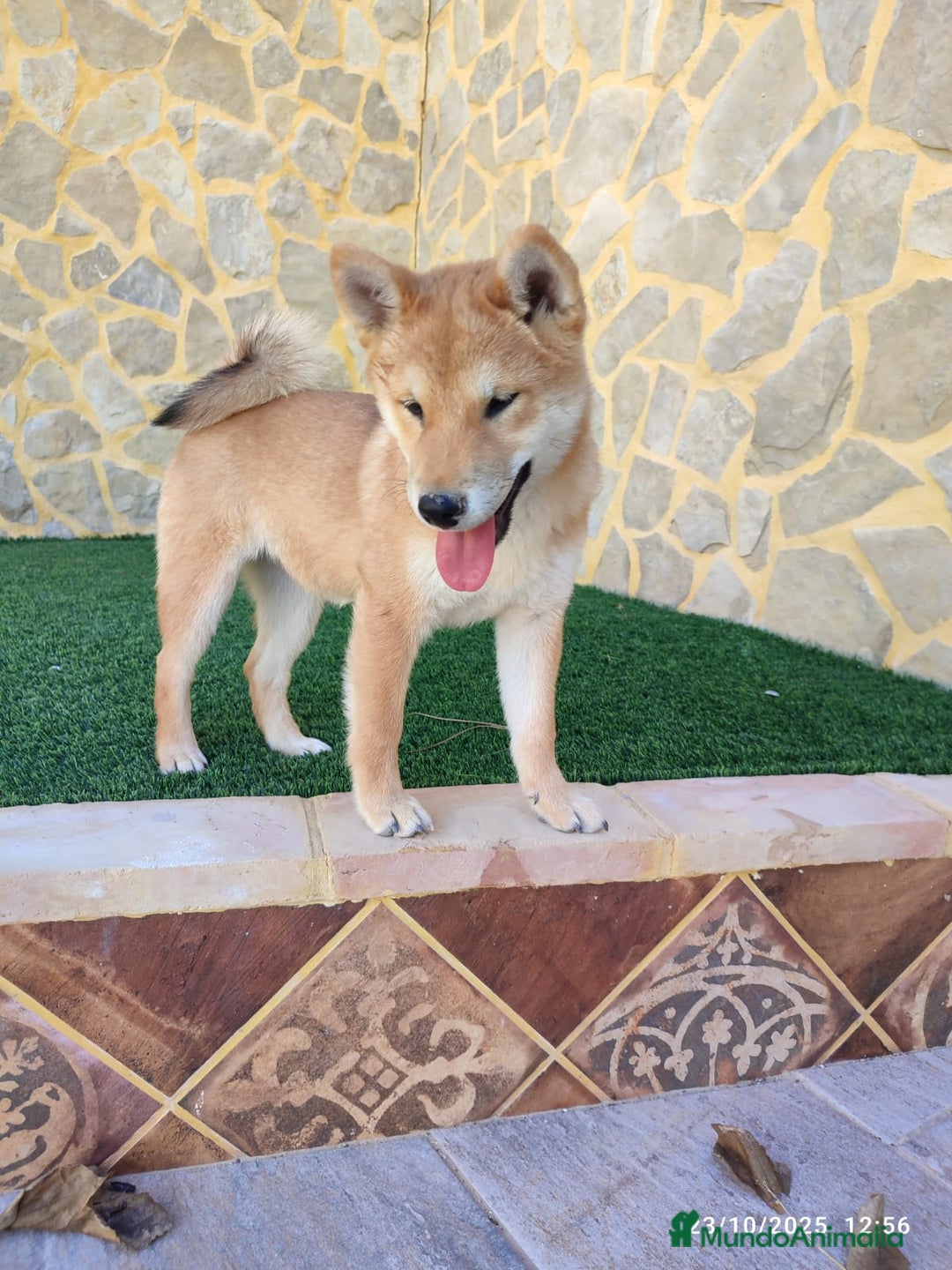 Shiba Inu perros en venta: SHIBA INU - Anuncio 6