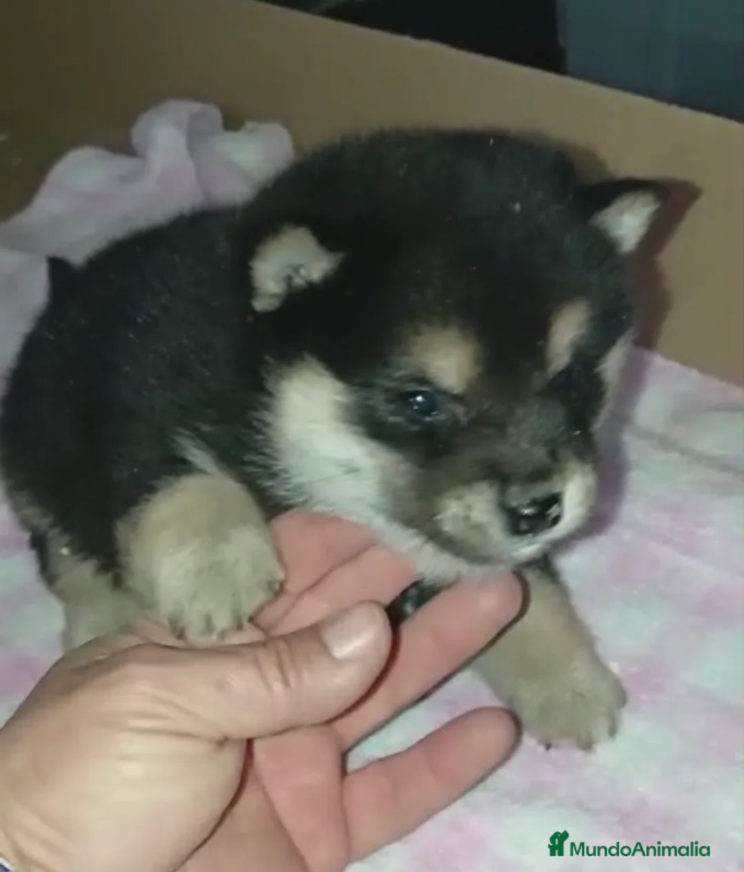 Shiba Inu perros en venta: 🐶Cachorritos de Shiba Inu✨ - Anuncio 4