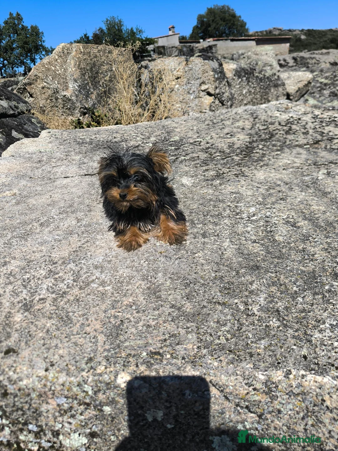 Yorkshire Terrier perros en venta: Yorkshire macho toy - Anuncio 2