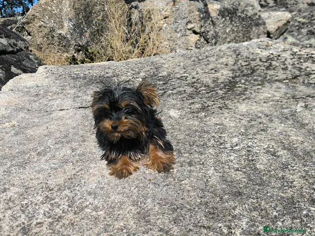 Yorkshire Terrier perros en venta: Yorkshire macho toy - Anuncio 2