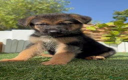 Pastor Alemán perros en venta: PASTOR ALEMAN - Imagen 3