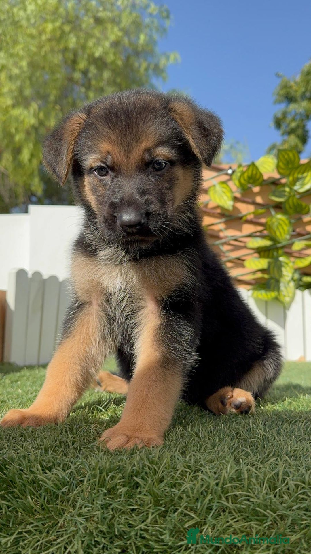 Pastor Alemán perros en venta: PASTOR ALEMAN - Imagen 3