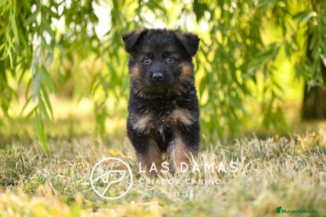 Pastor Alemán perros en venta: Hembras de pastor alemán  - Imagen 1
