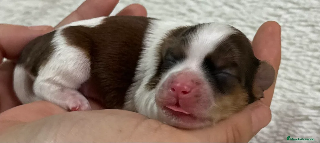 Imagen de galería {{count}}