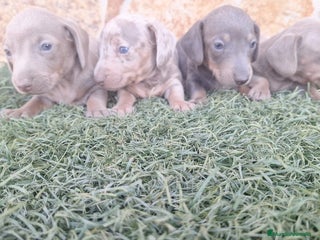 Teckel perros - Anuncio 2