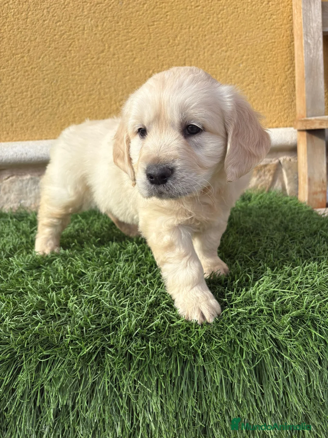 Golden Retriever perros en venta: Cachorros de Golden Retriever muy guapos   - Anuncio 1