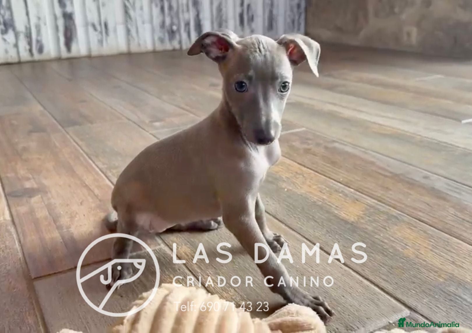 Pequeño Lebrel Italiano perros Galgo lebrel italiano - Anuncio 36