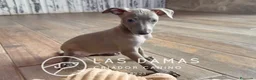 Pequeño Lebrel Italiano perros en venta: Galgo lebrel italiano - Anuncio 9