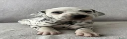 Dálmata perros en venta: Se venden dalmatas de máxima calidad - Anuncio 6