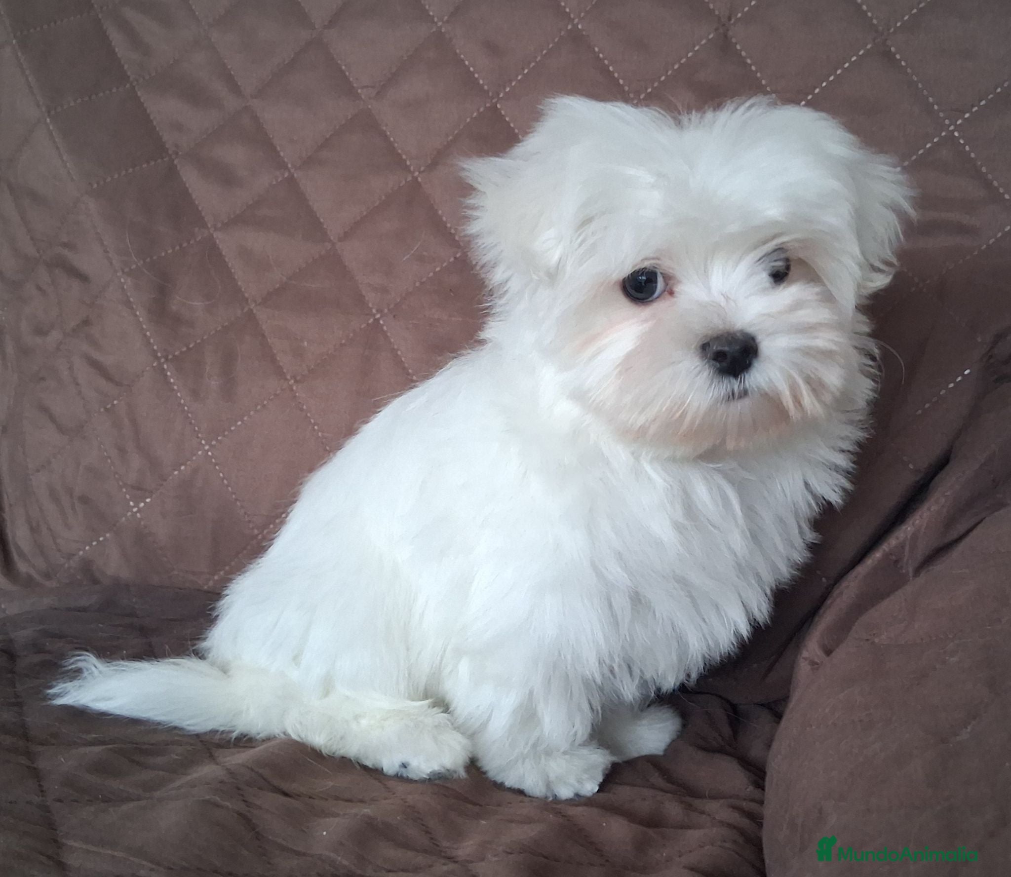 Bichón Maltés perros Bichón Maltés hembra toy - Anuncio 1