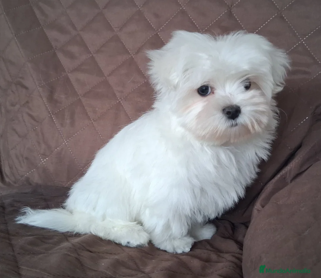 Bichón Maltés perros en venta: Bichón Maltés Americano - Anuncio 2