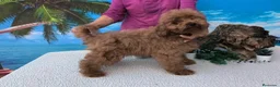 Caniche Toy perros en venta: Caniches toy - Anuncio 2