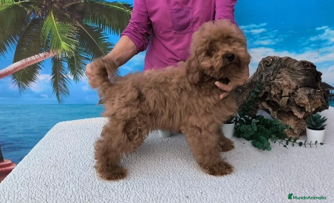 Caniche Toy perros en venta: Caniches toy - Anuncio 2