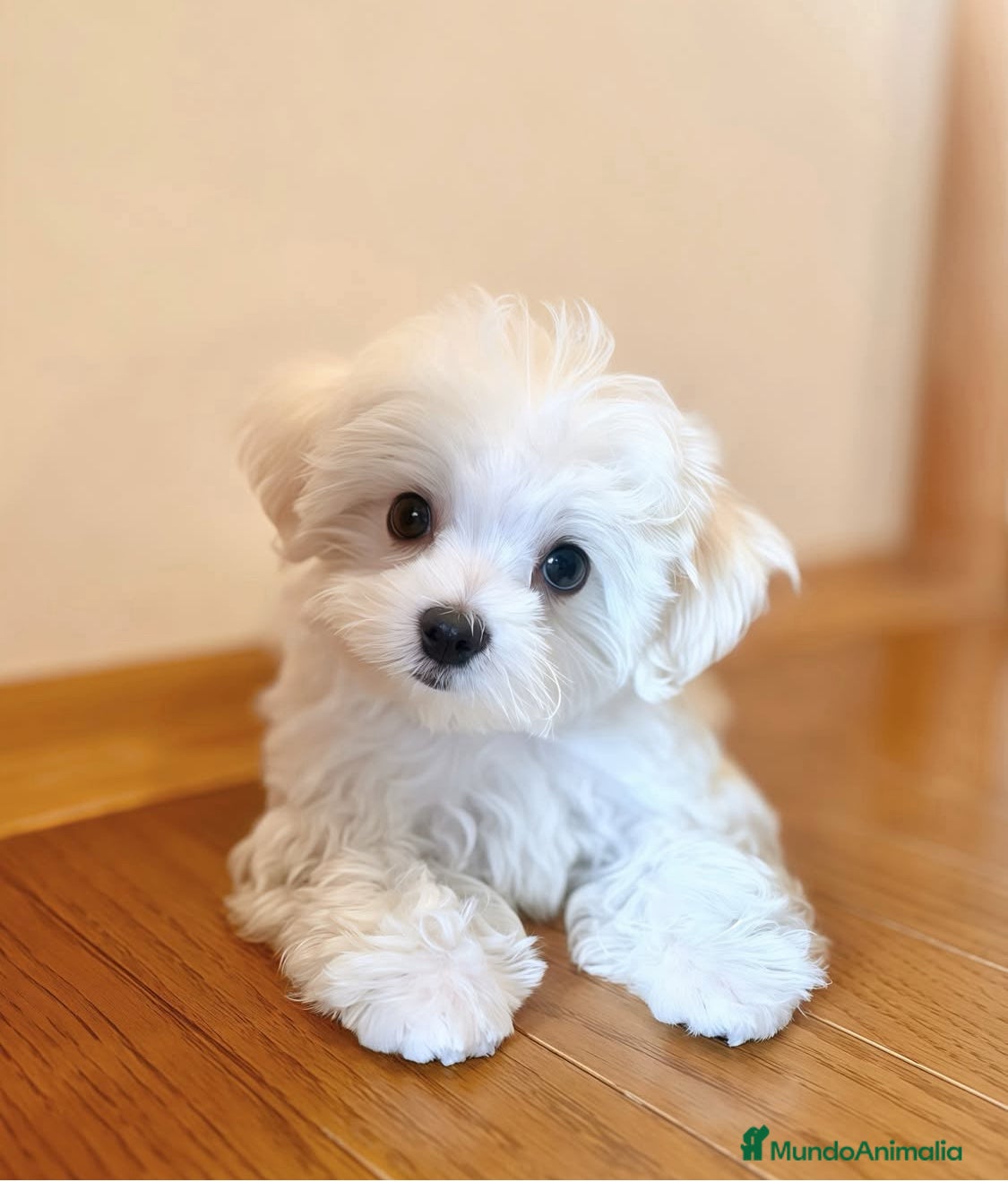 Bichón Maltés perros Bichón Maltés  - Anuncio 2