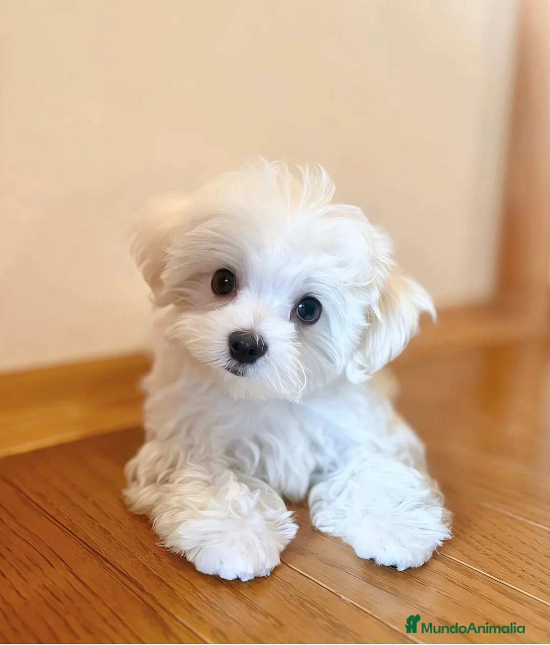 Bichón Maltés perros en venta: Bichón Maltés  - Anuncio 1