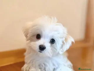 Bichón Maltés perros Bichón Maltés - Anuncio 2