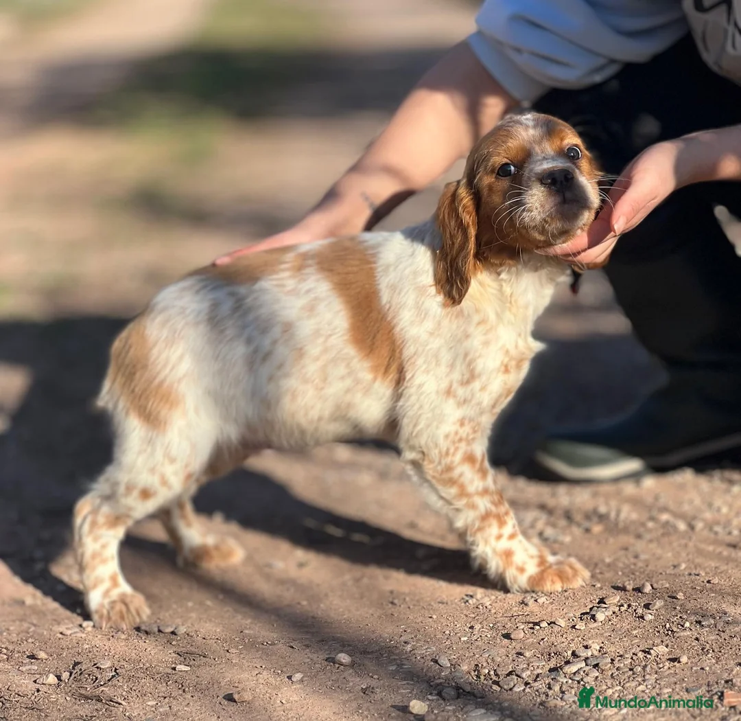 Épagneul Breton perros en venta: BRETÓN ESPAÑOL DISPONIBLE en Barcelona - Anuncio 2