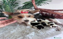 Yorkshire Terrier perros en venta: YORKSHIRE BIEWER - Imagen 9