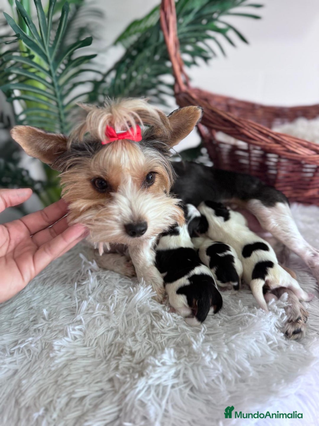 Yorkshire Terrier perros en venta: YORKSHIRE BIEWER - Imagen 9