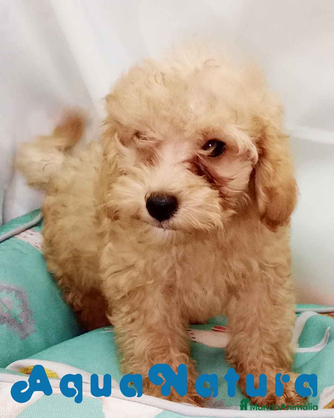 Caniche Toy perros  Caniche Macho de Barbie y Can 6152 - AQUANATURA en Barcelona - Anuncio 2