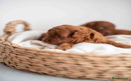 Caniche Toy perros en venta: Caniche toy rojos machos - Imagen 16