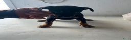 Pinscher Miniatura perros en venta: Mini pincher - Anuncio 5