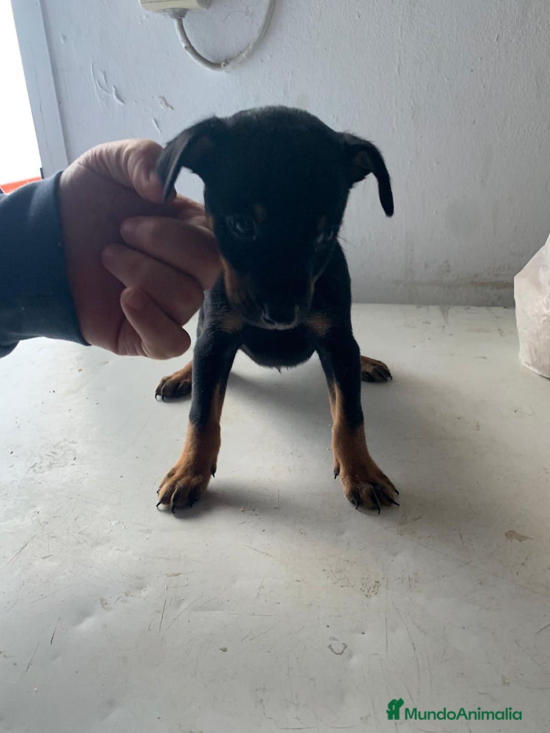 Pinscher Miniatura perros en venta: Mini pincher - Anuncio 5