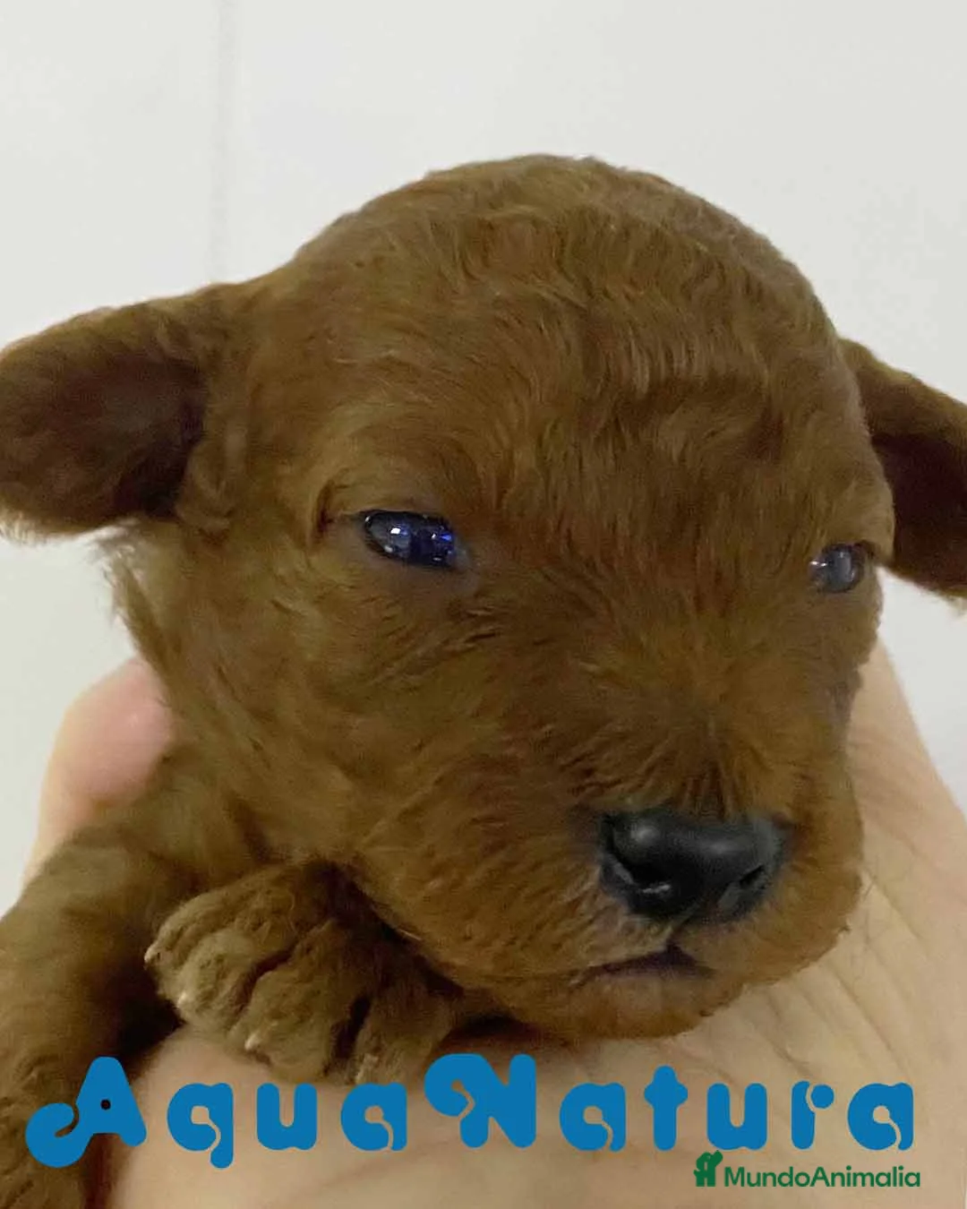 Caniche Toy perros en venta: Camada Caniche de Barbie y Can - AQUANATURA en Barcelona - Anuncio 8