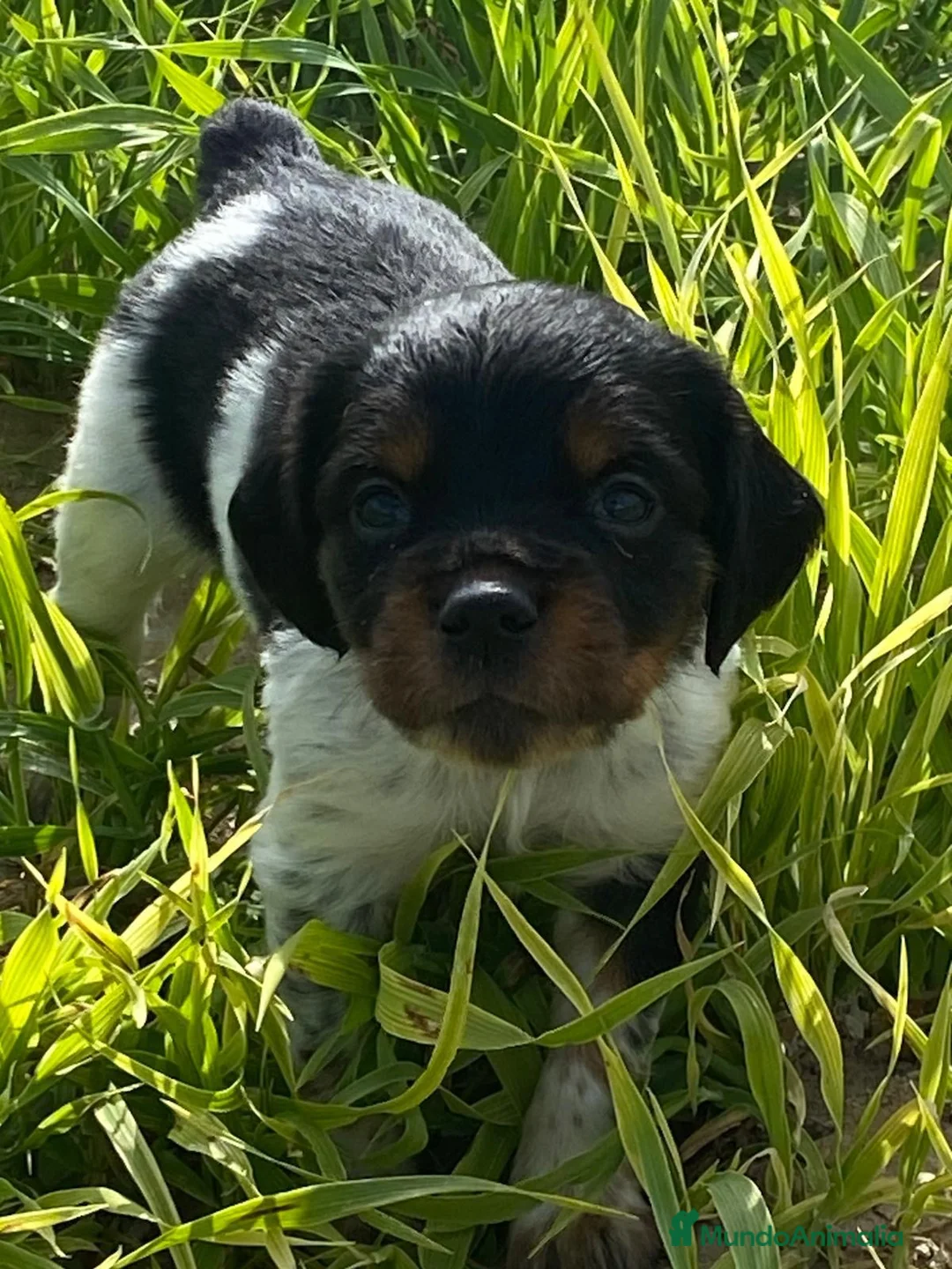 Épagneul Breton perros en venta: Epagneul bretón  - Anuncio 2