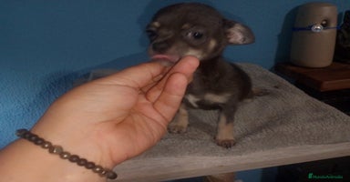 Chihuahua perros - Anuncio 1